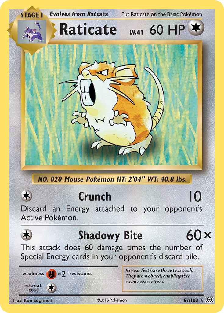 Raticate (67/108) [XY: Evolutions] | Rock City Comics